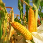 Corn